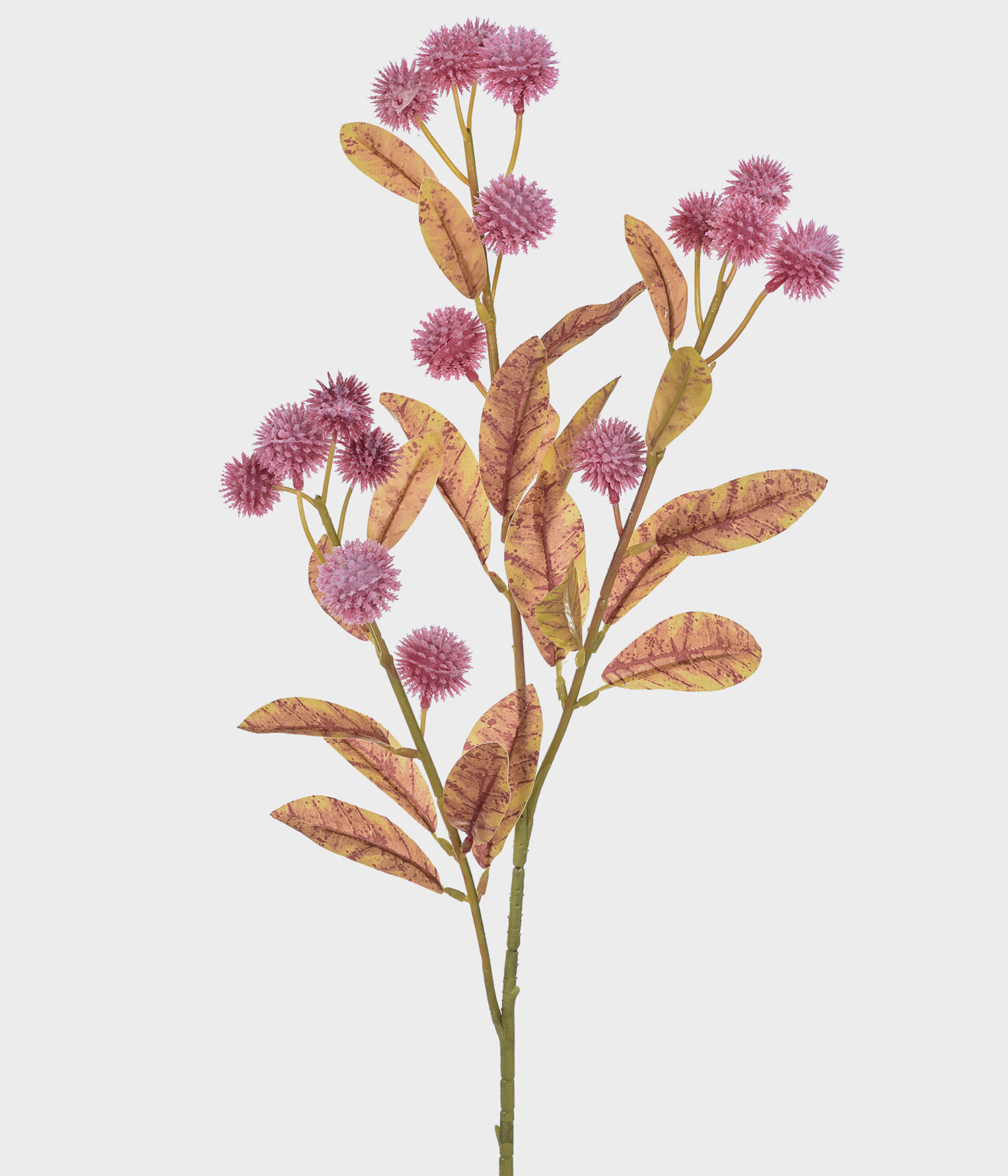 Ht Berries Campo X3 Malv 66C 50966-539 - (GRILLO L)